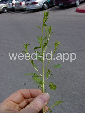 pepperweed, sand
